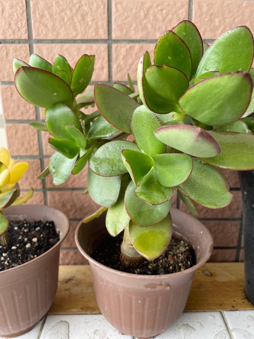 金の成る木　縁起物　3株寄せ Amazon｜縁起の良い多肉植物 金のなる木｜人工観葉植物 オンライン通販